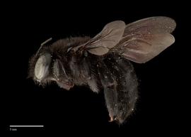  Xylocopa sp. female, lateral, photo: J. Scott Adams
